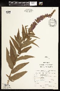 Lythrum salicaria image