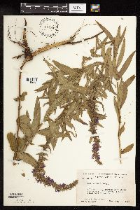 Lythrum salicaria image