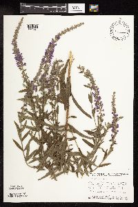 Lythrum salicaria image