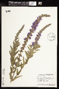 Lythrum salicaria image