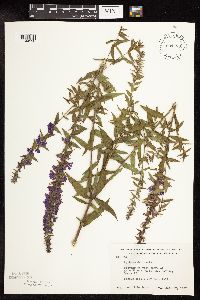 Lythrum salicaria image