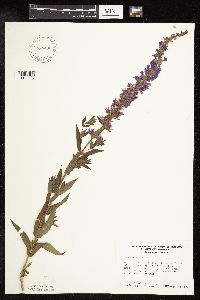Lythrum salicaria image