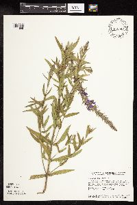 Lythrum salicaria image