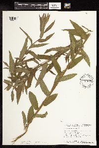 Lythrum salicaria image