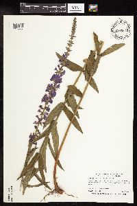 Lythrum salicaria image