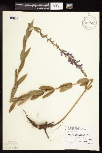Lythrum salicaria image