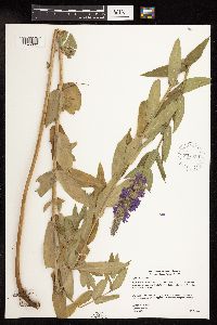 Lythrum salicaria image
