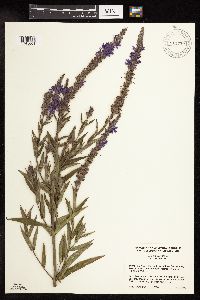 Lythrum salicaria image