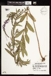 Lythrum salicaria image