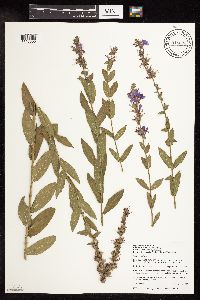 Lythrum salicaria image