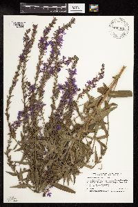 Lythrum salicaria image