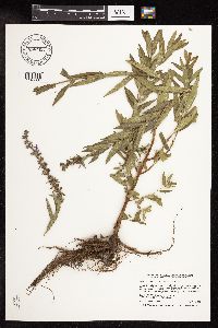 Lythrum salicaria image