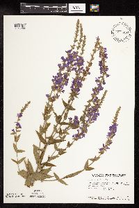 Lythrum salicaria image