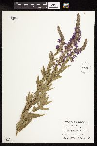 Lythrum salicaria image