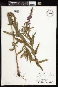 Lythrum salicaria image