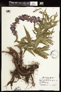 Lythrum salicaria image