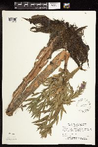 Lythrum salicaria image