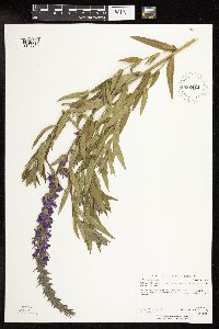 Lythrum salicaria image