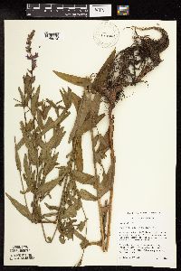 Lythrum salicaria image