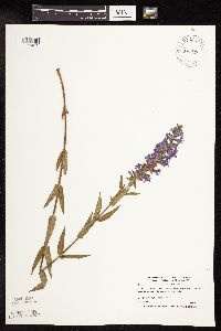 Lythrum salicaria image