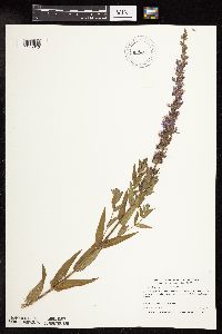 Lythrum salicaria image