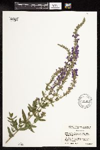 Lythrum salicaria image