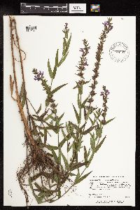 Lythrum salicaria image