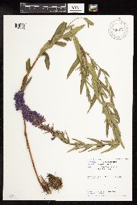 Lythrum salicaria image