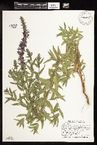 Lythrum salicaria image