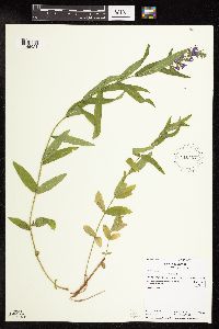 Lythrum salicaria image