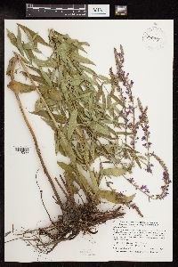 Lythrum salicaria image