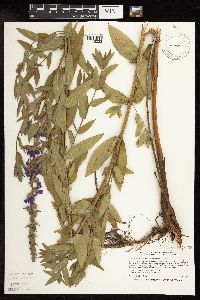 Lythrum salicaria image