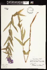 Lythrum salicaria image