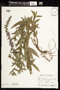 Lythrum salicaria image