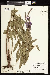 Lythrum salicaria image