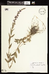 Lythrum salicaria image