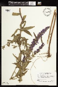 Lythrum salicaria image