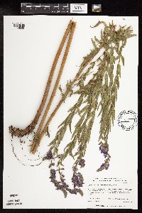 Lythrum salicaria image