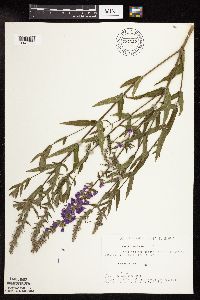 Lythrum salicaria image
