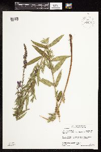 Lythrum salicaria image