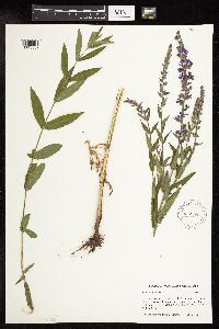Lythrum salicaria image