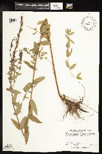 Lythrum salicaria image
