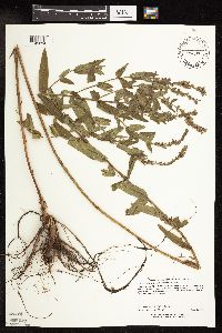 Lythrum salicaria image