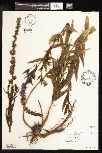 Lythrum salicaria image