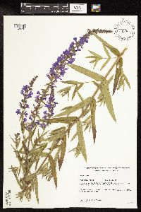 Lythrum salicaria image