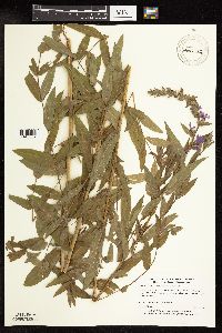 Lythrum salicaria image