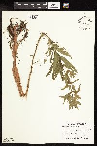 Lythrum salicaria image