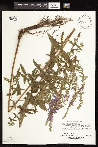 Lythrum salicaria image