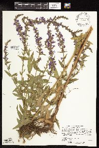 Lythrum salicaria image