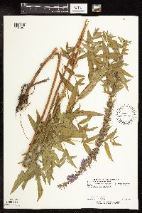 Lythrum salicaria image